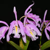 Cattleya maxima 2326 x yellow lip