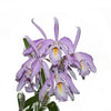 Cattleya maxima 2326 x yellow lip