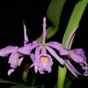 Cattleya maxima 'Barbara'