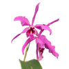 Cattleya maxima 'La Churonita'