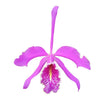 Cattleya maxima 'La Churonita'