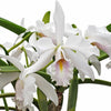 Cattleya maxima 'Munequita' x 'Roy' blanca