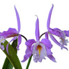 Cattleya maxima 'Yellow lip' x '2326'