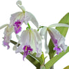 Cattleya maxima f. semialba 'Angel' x 'Rolando'