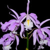 Cattleya maxima 'Yellow lip' x '2326'