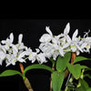 Guarianthe skinneri f. alba