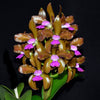 Cattleya tigrina