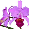 Cattleya trianae 'Michael 7A' x 'Sangre de Toro Dark Lip'