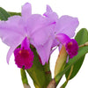 Cattleya trianae 'Michael 7A' x 'Sangre de Toro Dark Lip'