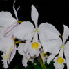 Cattleya trianae f. alba