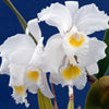 Cattleya trianae f. alba