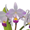 Cattleya trianae splash
