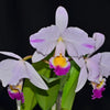 Cattleya trianae splash