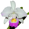 Cattleya trianae splash