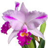 Cattleya trianae splash Real x splash