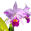 Cattleya trianae splash Real x splash