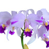 Cattleya trianae Cuencanita x Morlaquita Splash