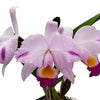 Cattleya trianae Cuencanita x Morlaquita Splash
