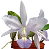 Cattleya walkeriana f. azul