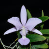 Cattleya walkeriana f. azul