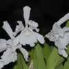 Cattleya wallisii f. alba