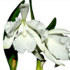Cattleya wallisii f. alba