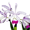 Cattleya x irrorata 'Aquimi-alba x purple lip'