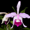 Cattleya x irrorata 'Aquimi-alba x purple lip'