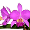 Cattleya lueddemanniana 'Camila' x 'Rombito'