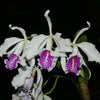 Cattleya maxima f. semialba 'Angel' x 'Rolando'
