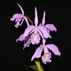 Cattleya maxima yellow lip 'Ingrid' x cod 8052