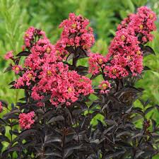 Center Stage® Coral Crape Myrtle (LAGERSTROEMIA CENTER STAGE® CORAL) - QT