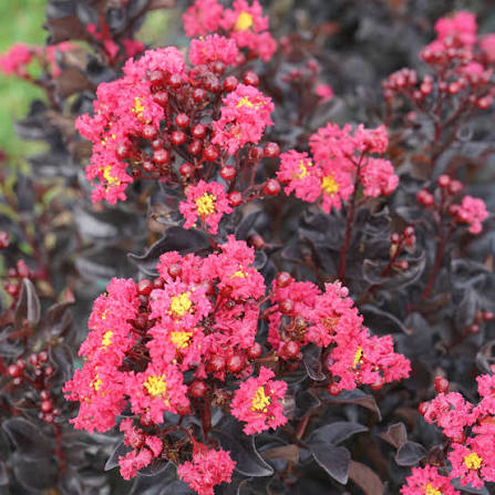 Center Stage® Pink Crape Myrtle (LAGERSTROEMIA CENTER STAGE® PINK) - QT