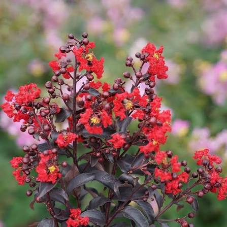 Center Stage® Red Crape Myrtle (LAGERSTROEMIA CENTER STAGE® RED) - QT