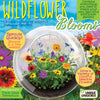 Wildflower Blooms Glass Terrarium Seed Starting Kit