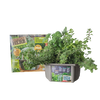 Culinary Herb Collection Biosphere Terrarium