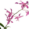 Dendrobium Caesar Stripe Rosado