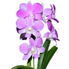 Dendrobium Emma Queen