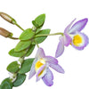Dendrobium loddigesii
