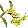 Dendrobium catenatum
