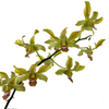 Dendrobium Boonchoo Gold 'Alex 2'