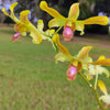 Dendrobium Boonchoo Gold 'Alex 2'
