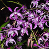 Dendrobium Caesar Stripe Rosado