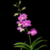 Dendrobium Emma Queen