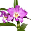 Dendrobium Lovely Virgin # 7 h00404