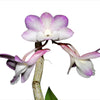 Dendrobium cumulatum
