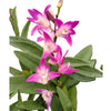 Dendrobium kingianum