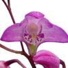 Dendrobium kingianum
