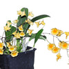 Dendrobium lindleyi