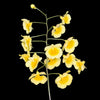 Dendrobium lindleyi
